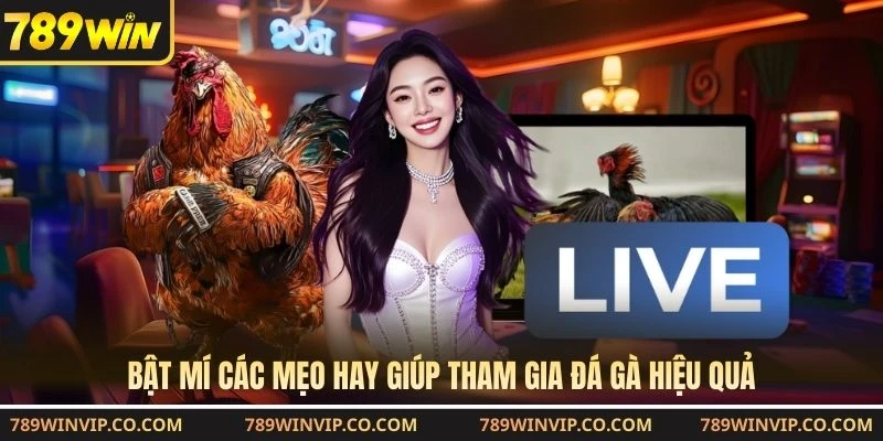 Bật mí các mẹo hay giúp tham gia đá gà hiệu quả